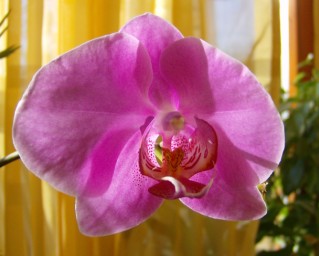 Orchidea